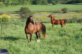 Dr. Julie's Horses