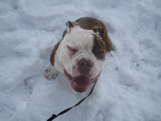 Scooby in the snow