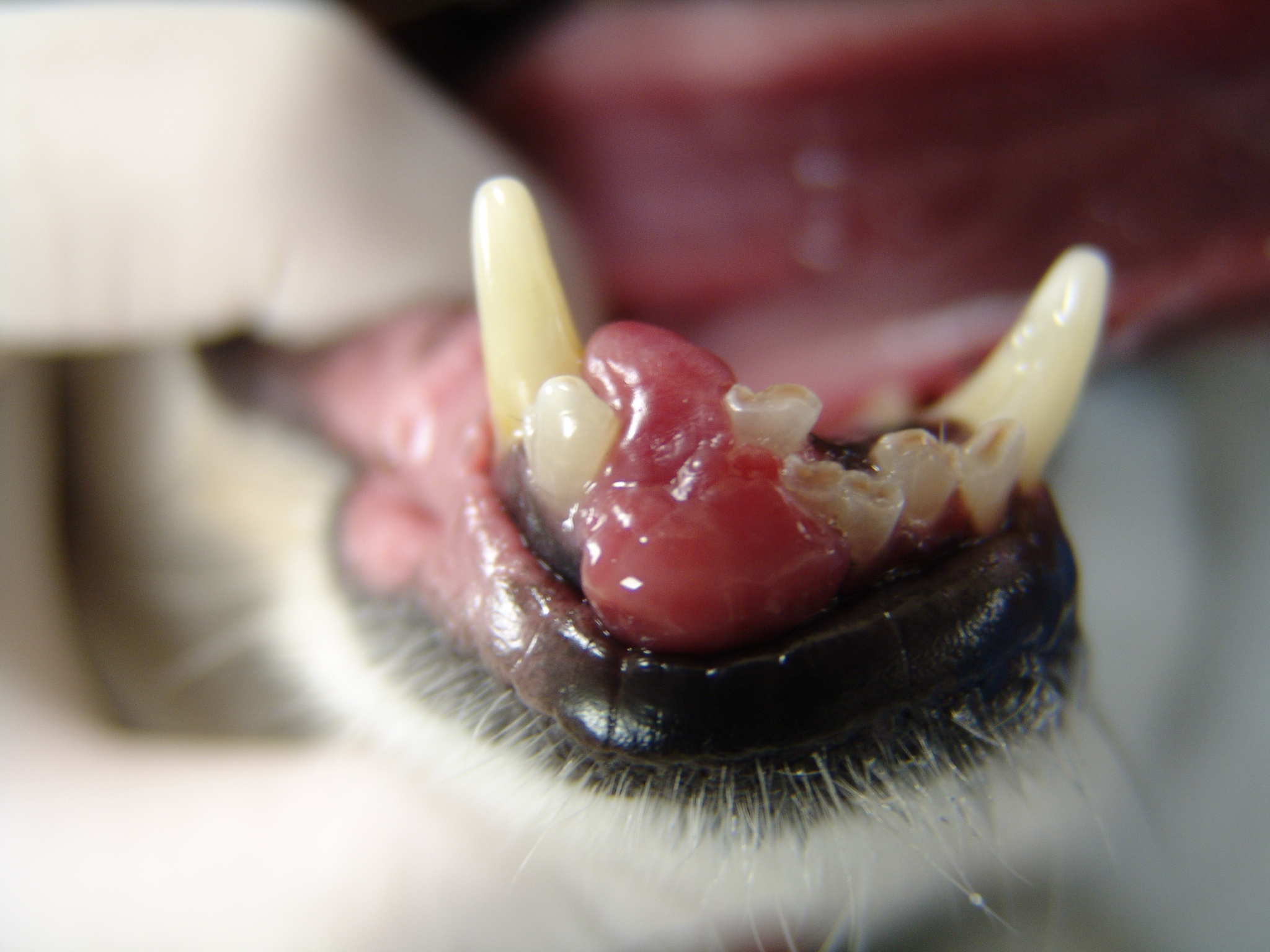 Feline Dental Kit Extraction Forceps Small Animal Dentistry Picks